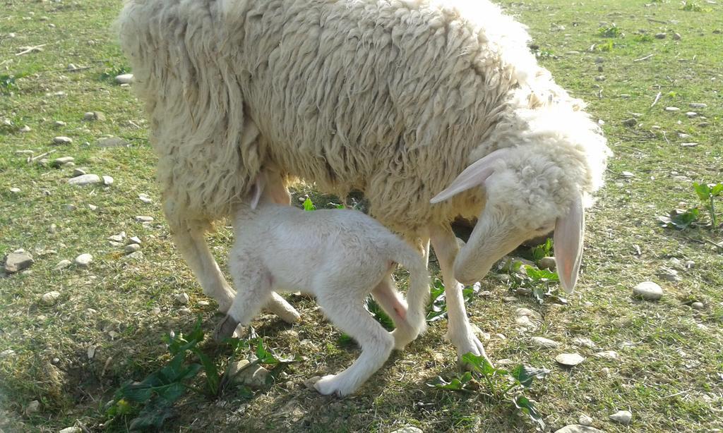 Agriturismo Lucciano San Casciano in Val di Pesa Luaran gambar